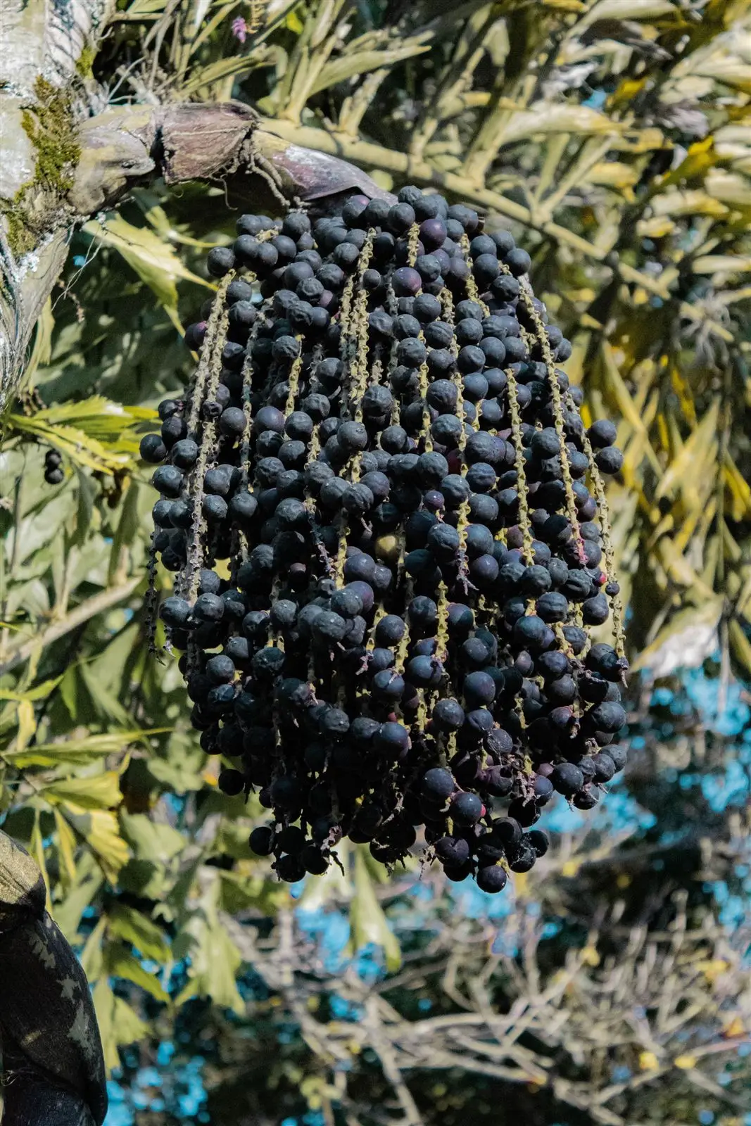 A dense bunch of ripe, dark purple açaí fruit hanging on the palm.