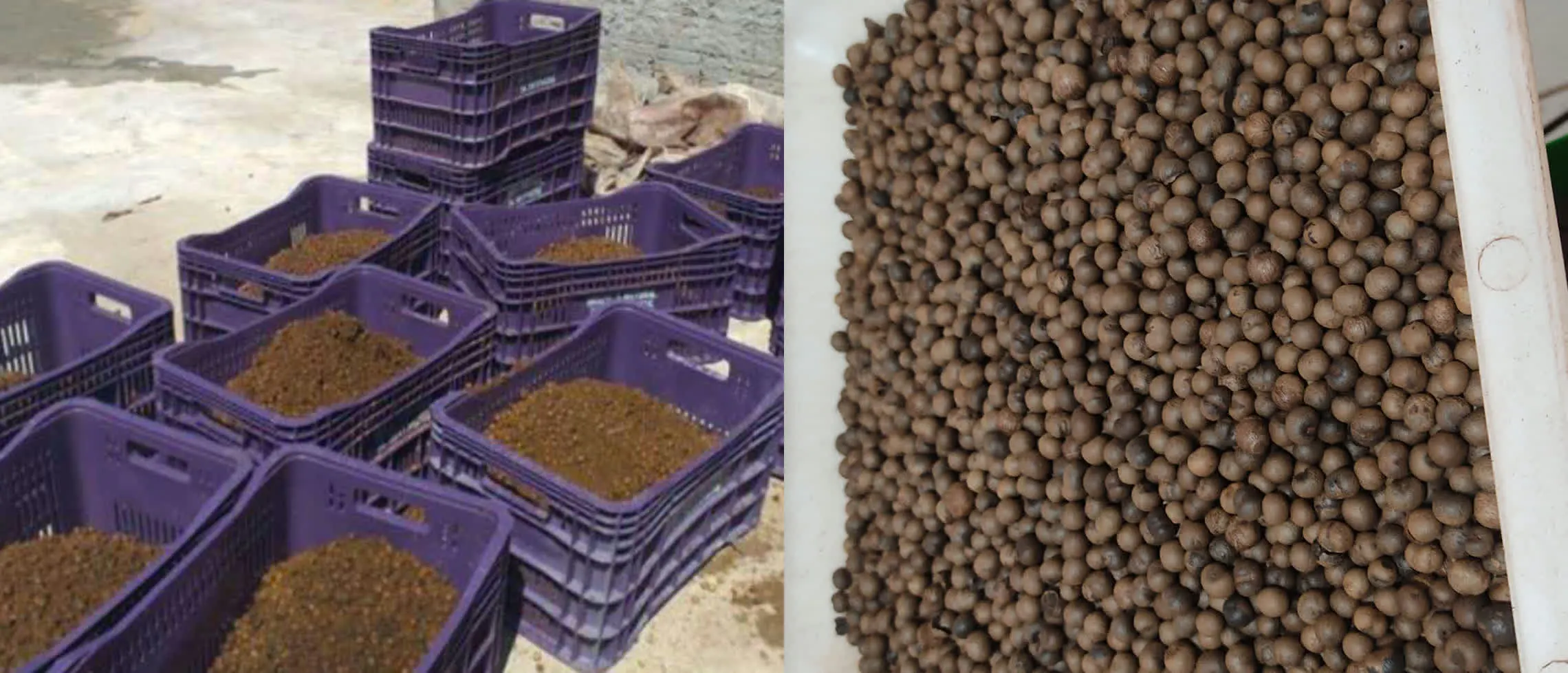 Raw açaí seed stored in crates before roasting, next to the same seed roasted and ready to grind.
